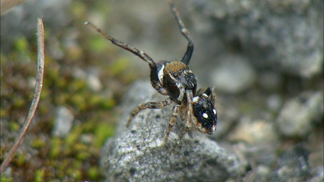 雄性Salticidae在岩石上求偶视频素材