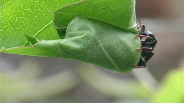 莫茨尔斯基包一片叶子视频素材