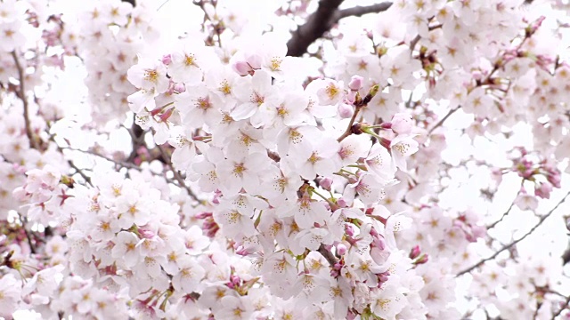 日本的樱花视频素材