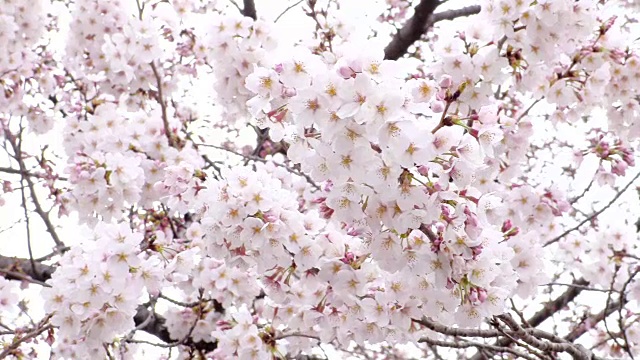 日本的樱花视频素材