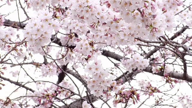 日本的樱花视频素材