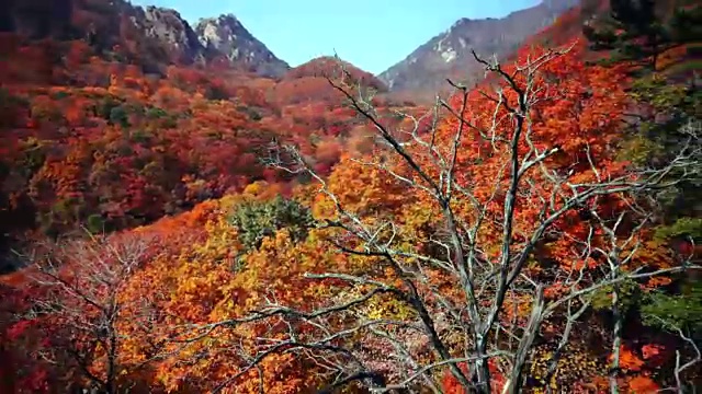 秋天的雪拉山国家山公园视频素材