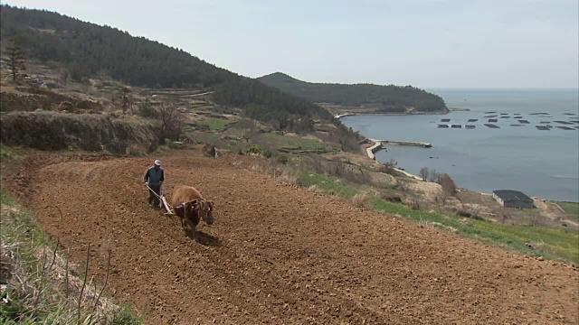 一个韩国老农在田里和牛耕田视频素材