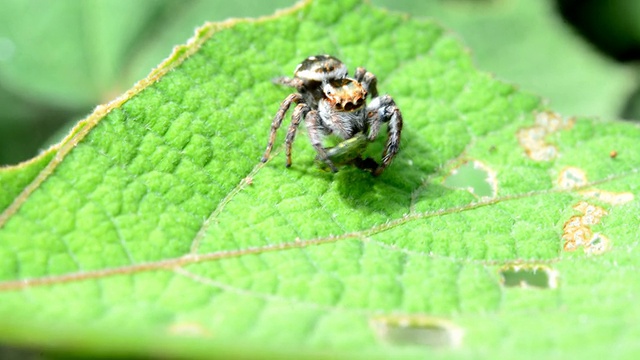 蜘蛛吃虫子视频素材