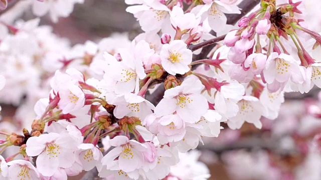 日本的樱花视频素材