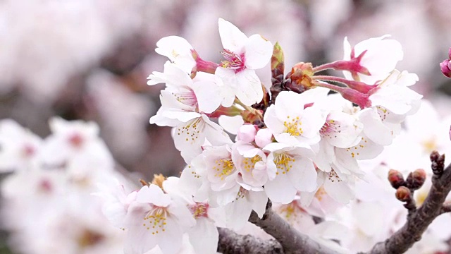 日本的樱花视频素材