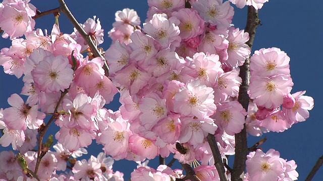 高清:粉红色的花朵视频素材