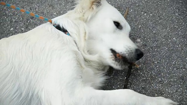 拉布拉多寻回犬玩视频素材