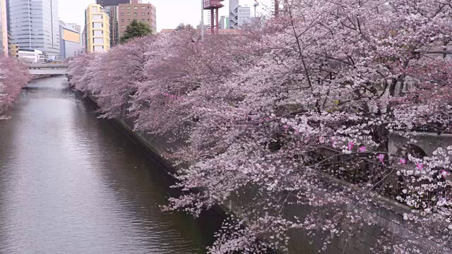 目黑河的樱花视频素材