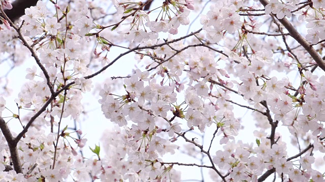 目黑河的樱花视频素材