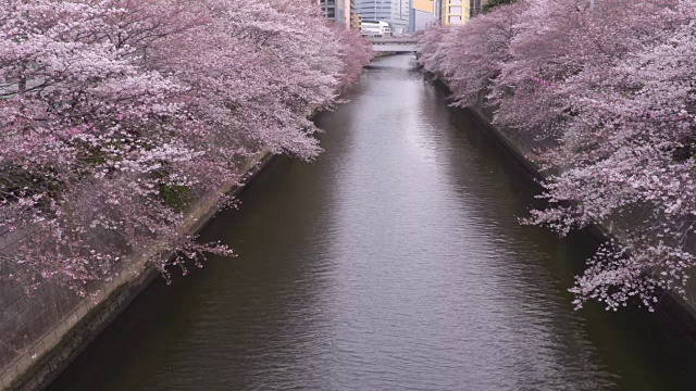 目黑河的樱花视频素材