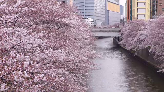 目黑河的樱花视频素材