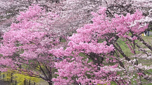 日本的樱花视频素材