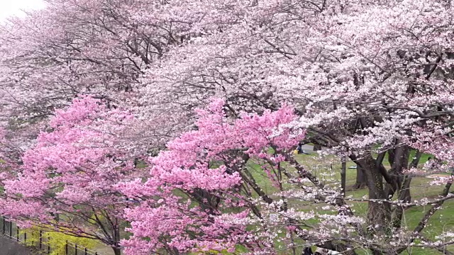 日本的樱花视频素材