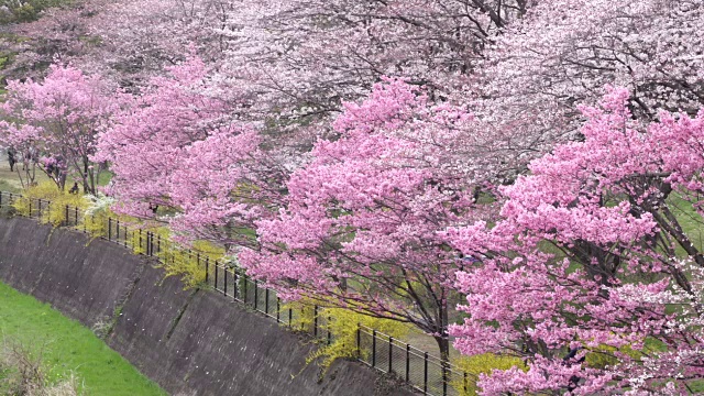 日本的樱花视频素材