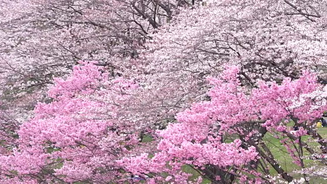 日本的樱花视频素材