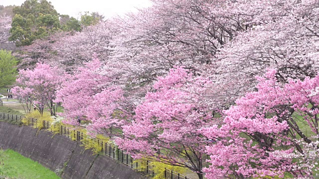 日本的樱花视频素材