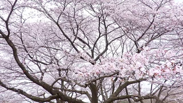 日本的樱花视频素材