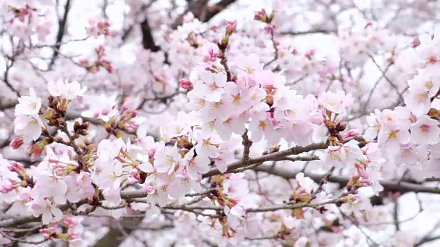 日本的樱花视频素材