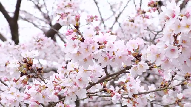 日本的樱花视频素材