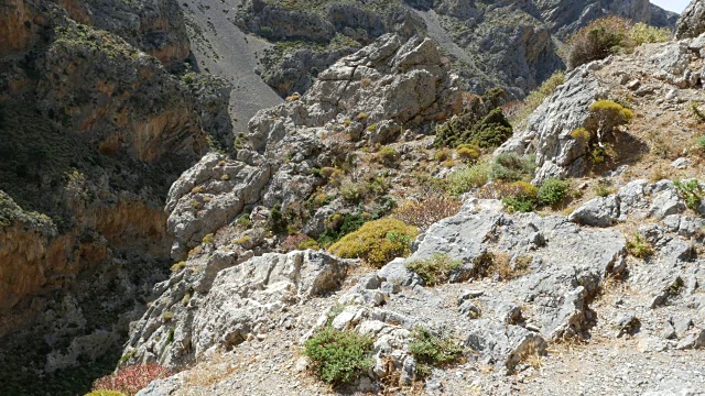 希腊克里特岛Kourtaliotiko峡谷岩石中植物视频素材