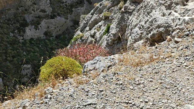 希腊克里特岛Kourtaliotiko峡谷边缘有圆形植物视频素材