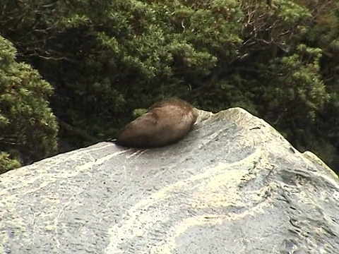 海豹在岩石上晒日光浴视频素材