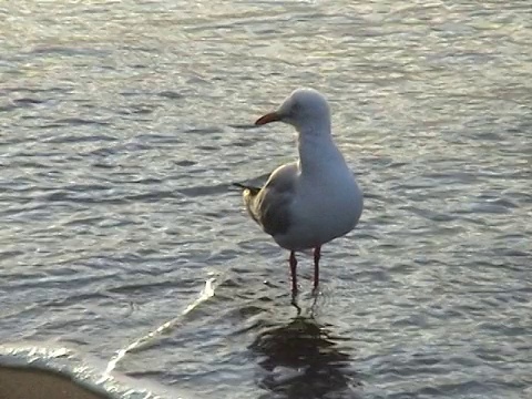 海金视频素材