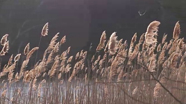 平静的芦苇在盐水池塘，缓慢的Pan。视频下载