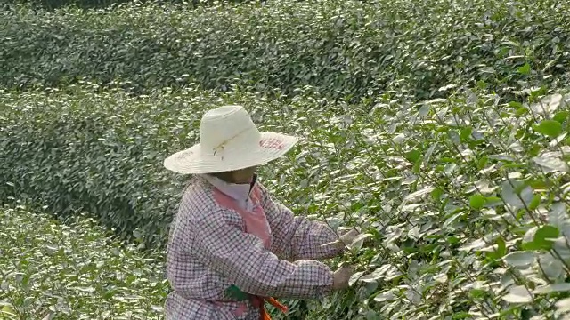 在茶园采摘绿茶的妇女4k视频素材