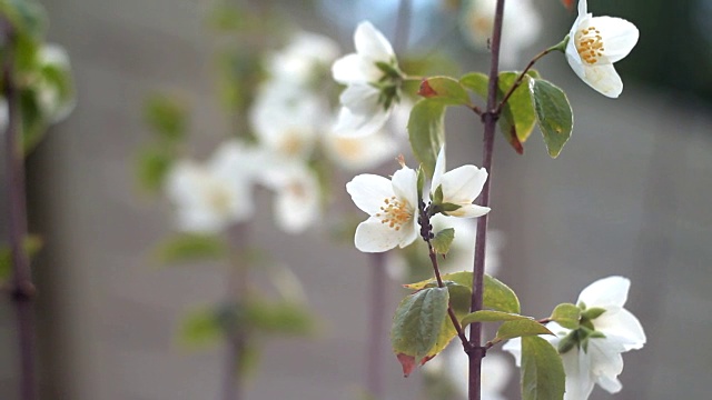 花的苹果。视频素材