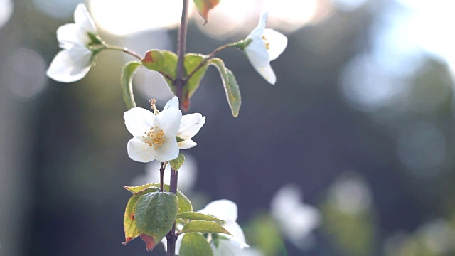 花的苹果。视频素材