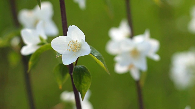 花的苹果。视频素材