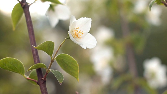 花的苹果。视频素材