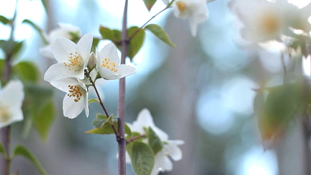 花的苹果。视频素材