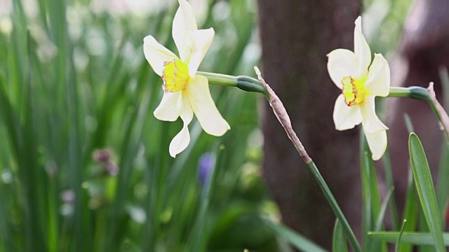 水仙花在花园视频素材