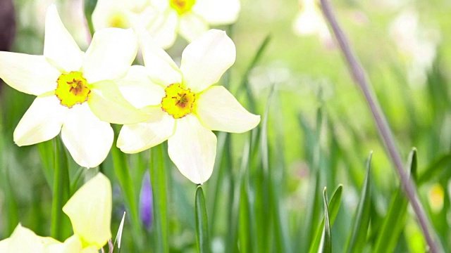 水仙花在花园视频素材