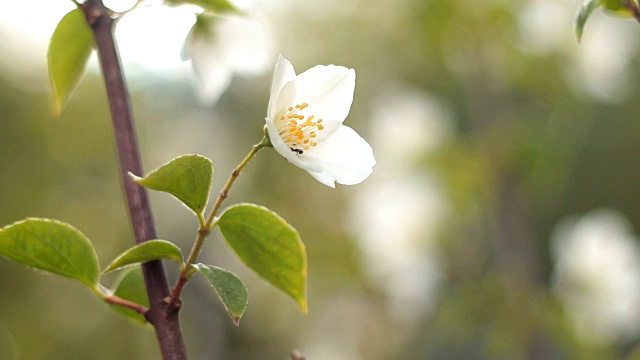 花的苹果。视频素材