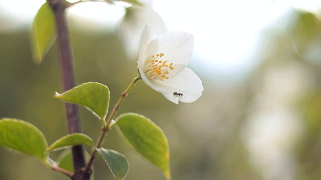 花的苹果。视频素材