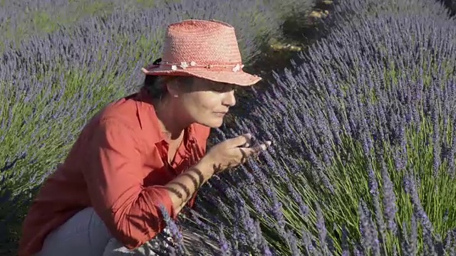 在田里闻薰衣草的女人视频素材