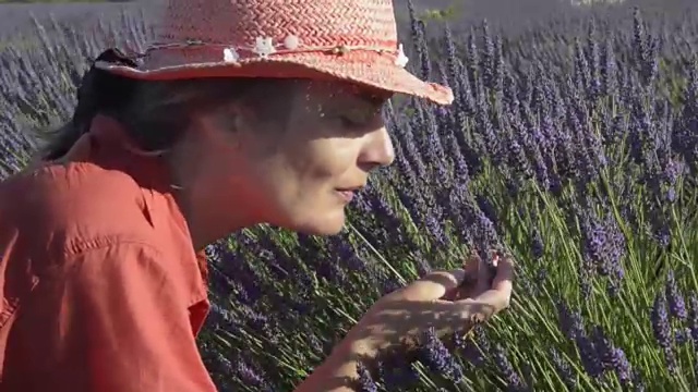 在田里闻薰衣草的女人视频素材