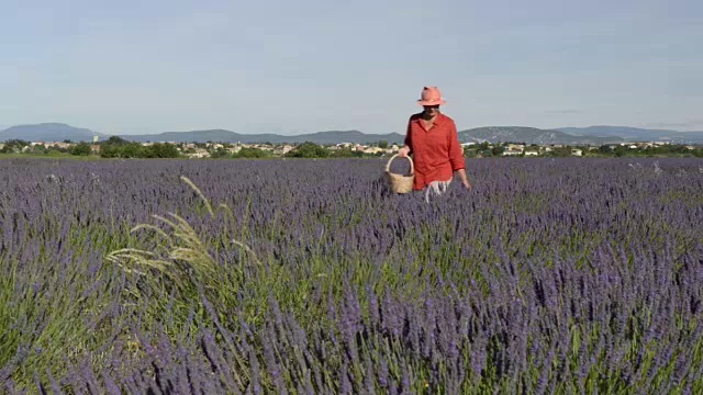 一个女人穿过薰衣草田视频素材