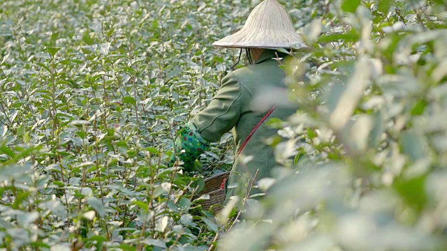 在茶园采摘绿茶的妇女4k视频素材