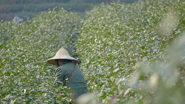 在茶园采摘绿茶的妇女4k视频素材