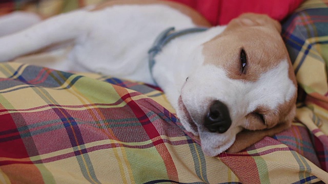 小猎犬小狗在沙发上睡着了视频素材