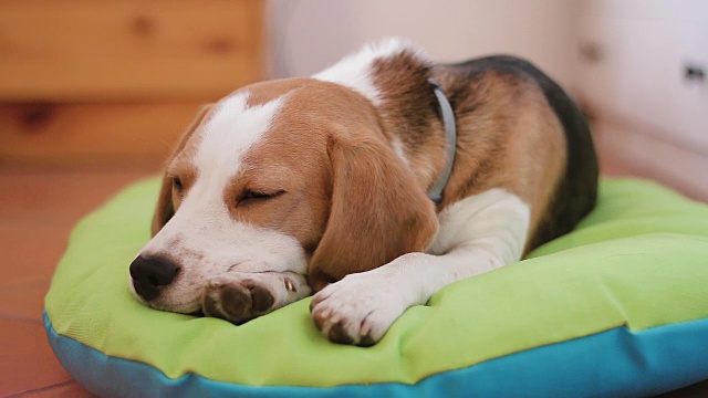 小猎犬小狗在他的床上睡着了视频素材