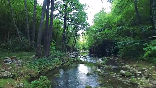 飞越森林河视频素材