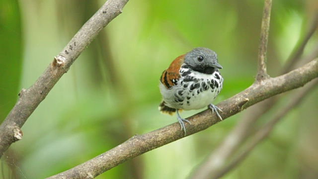 发现Antbird打电话视频素材