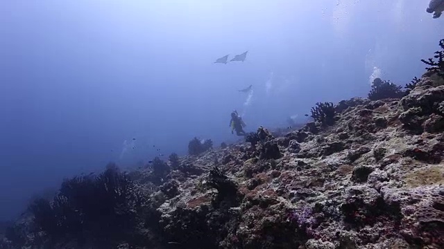 一群鹰鳐视频素材