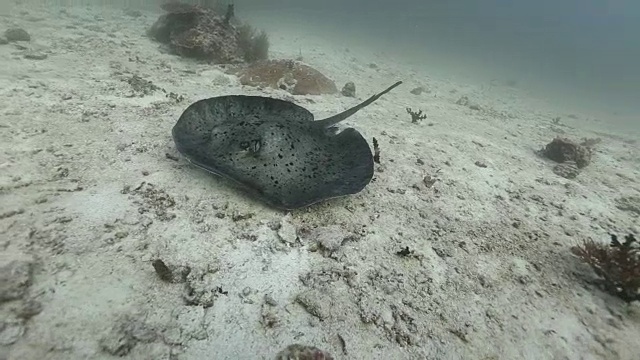 大理石鳐和潜水员视频素材